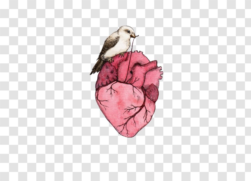 Heart Anatomy Drawing - Beak Transparent PNG