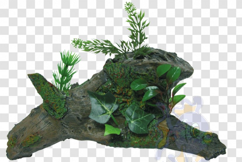 Tree Aquarium - Plant Transparent PNG