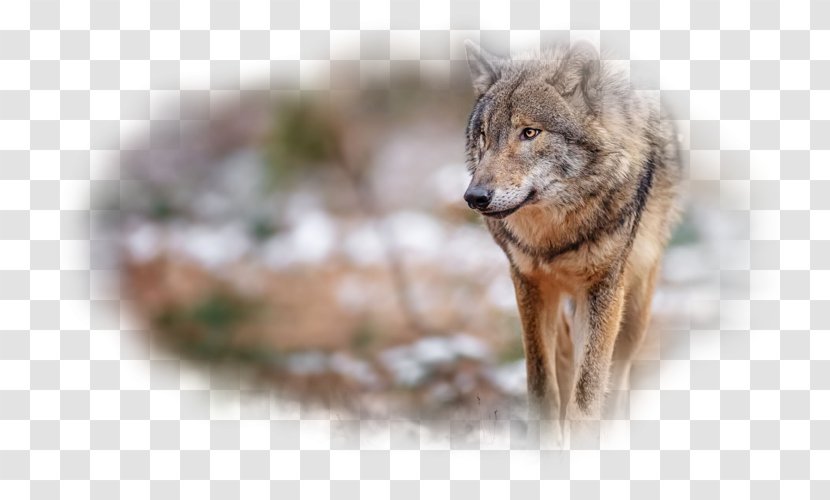 Gray Wolf Desktop Wallpaper Red Fox - Flower - Kurt Resmi Transparent PNG