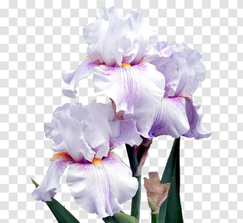 Irises Cut Flowers Plant Petal - Lilium - Flower Transparent PNG