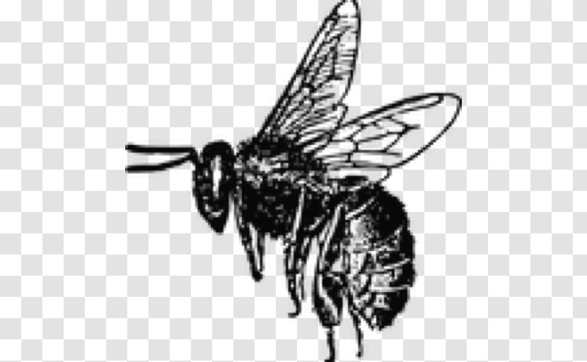 Bees And Honey Clip Art Bee Insect - Monochrome Transparent PNG