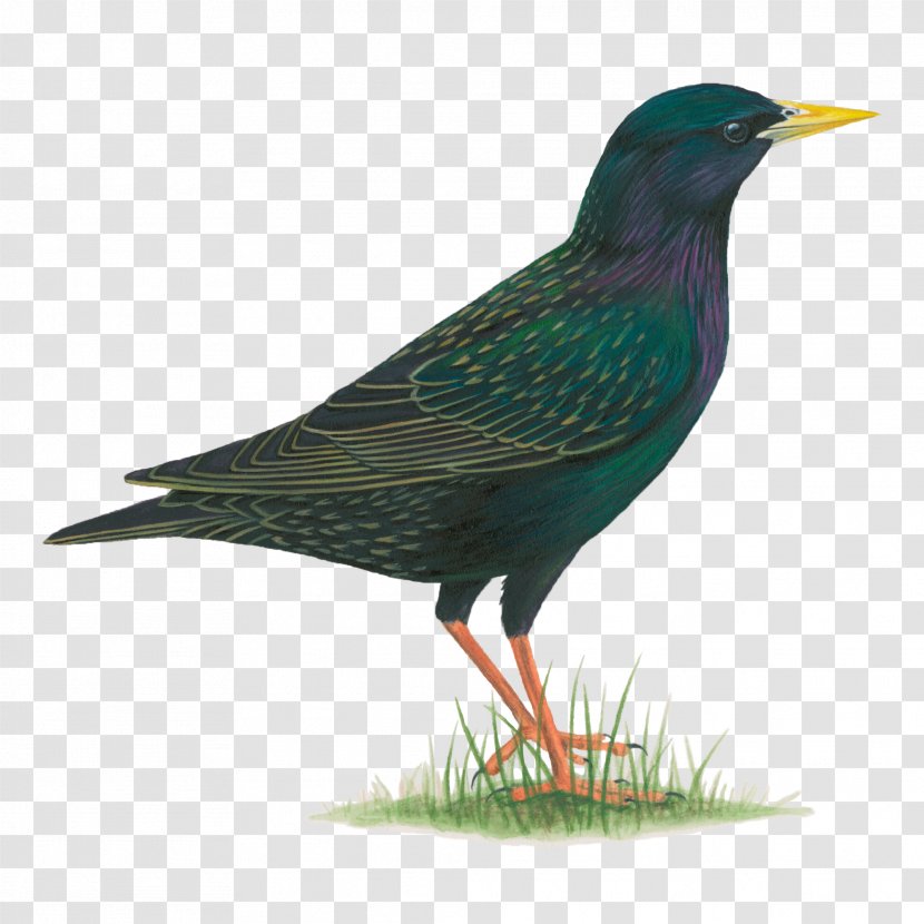 Common Starling Bird Beak Violet-backed - Dark Wings Transparent PNG