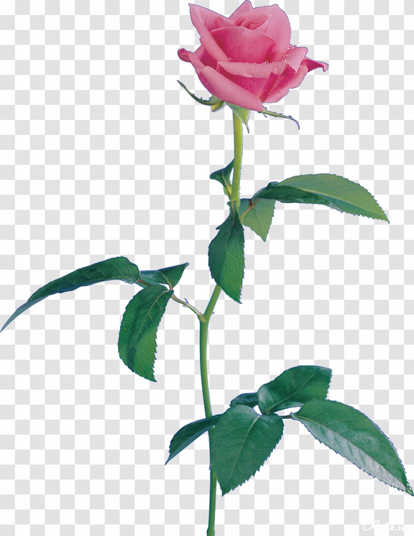 Still Life: Pink Roses Beach Rose Centifolia Flower Garden - Rosaceae - Petal Transparent PNG