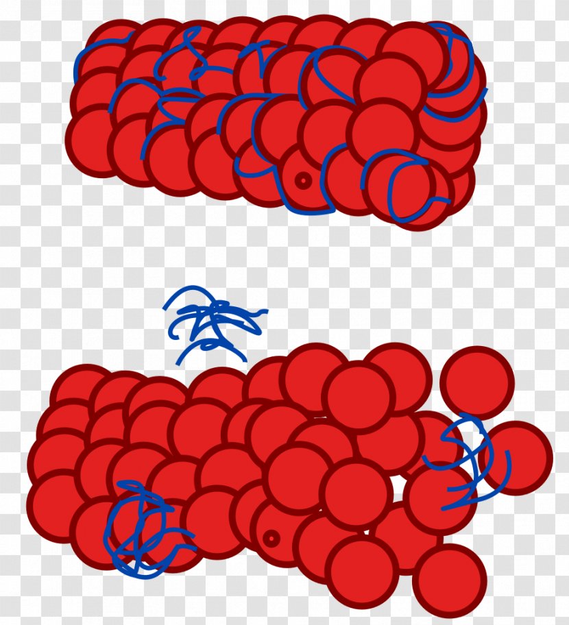 Tauopathy Tau Protein Alzheimer's Disease Neurofibrillary Tangle - Heart - Degenerate Transparent PNG