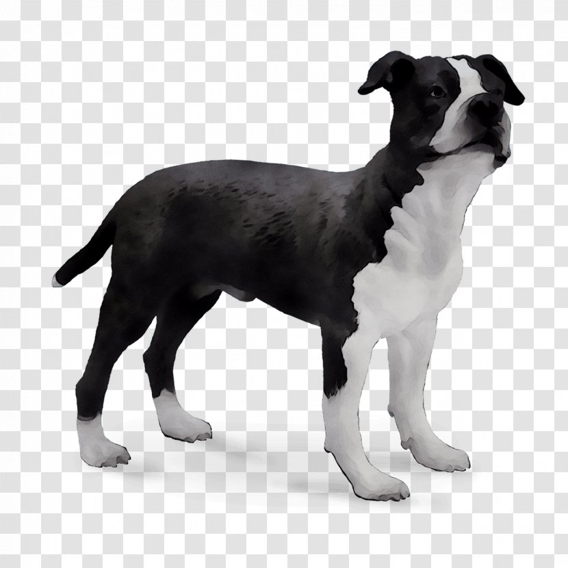 Boston Terrier Dog Breed Trakehner Royalty-free - Sporting Group - Companion Transparent PNG