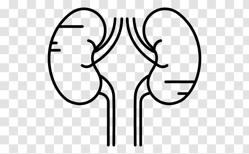 Kidney Human Body - Watercolor Transparent PNG