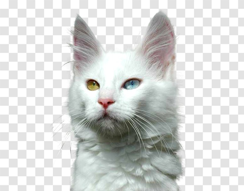 Turkish Angora Maine Coon Khao Manee Van Kitten - Domestic Longhaired Cat Transparent PNG