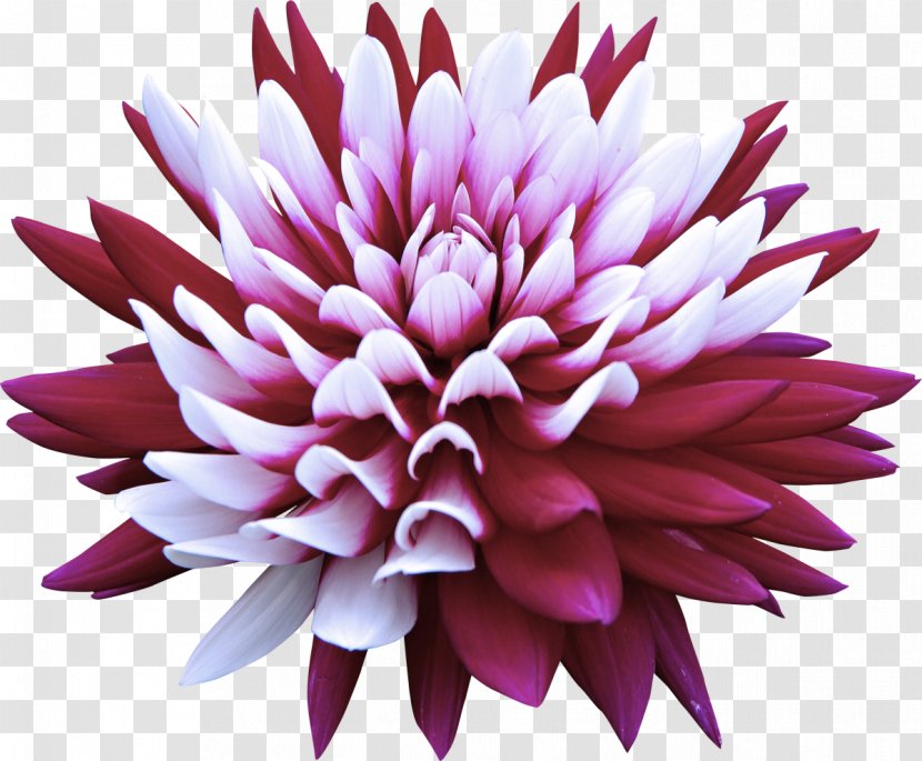 Flower Pink Petal Plant Dahlia - Herbaceous Magenta Transparent PNG