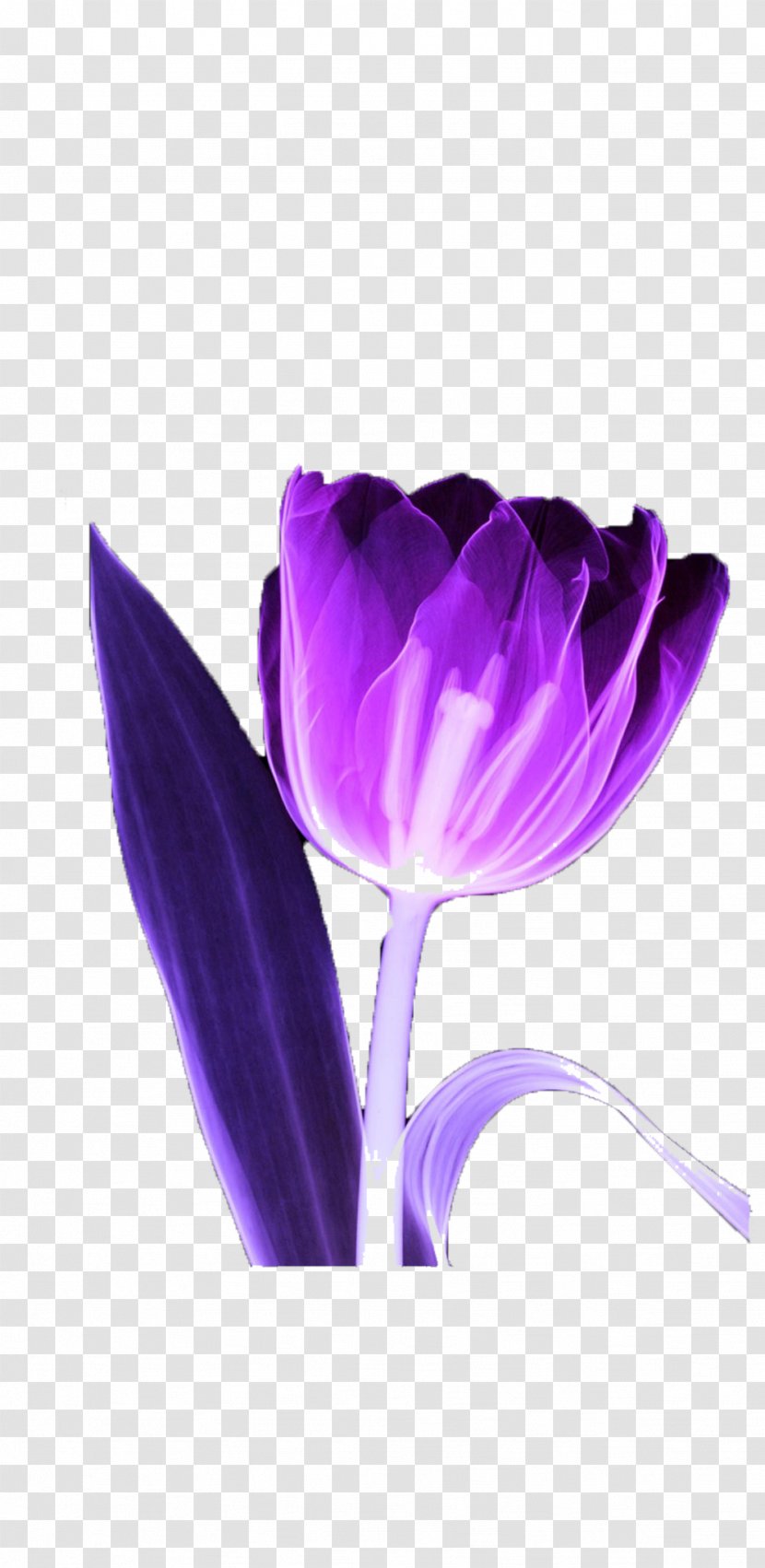 Tulip MyMathLab Purple Flower - Magenta - Picture Material Transparent PNG