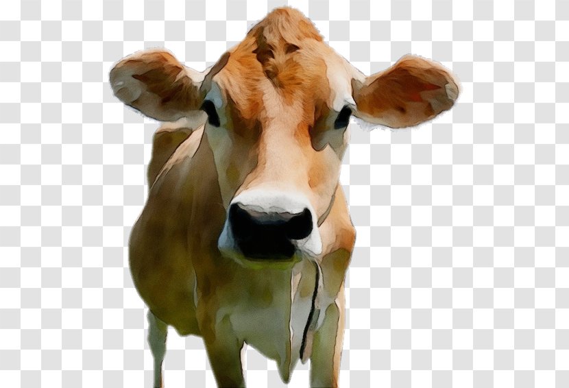 Cow Background - Wildlife - Fawn Horn Transparent PNG
