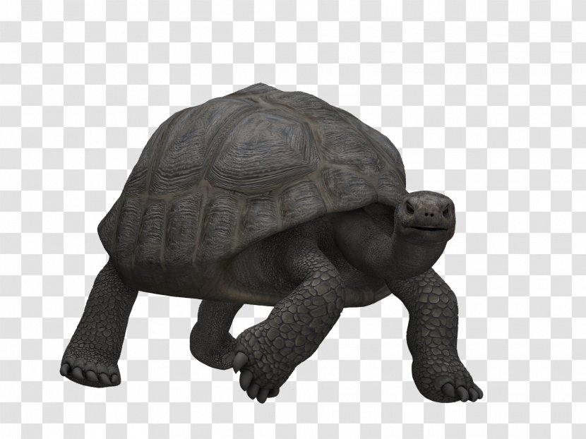 Turtle Illustration - Giant Tortoise - Strong Transparent PNG