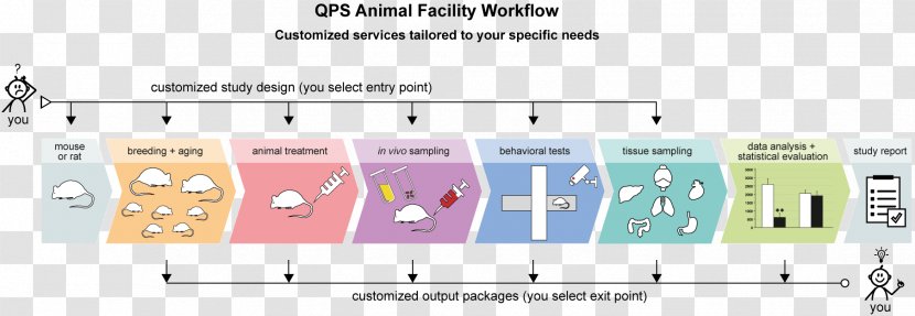 In Vivo Model Organism Research Ex Animal - Communication Transparent PNG