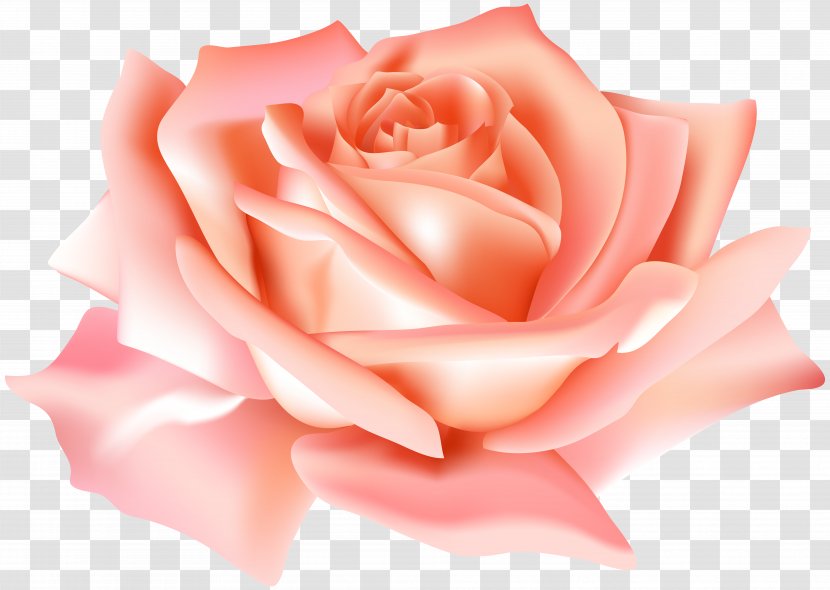 Garden Roses Flower Clip Art - Flowering Plant - Peach Rose Image Transparent PNG