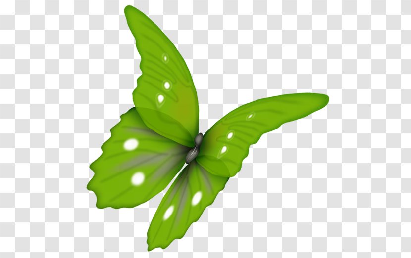 Butterfly Green Clip Art - Papillon Transparent PNG