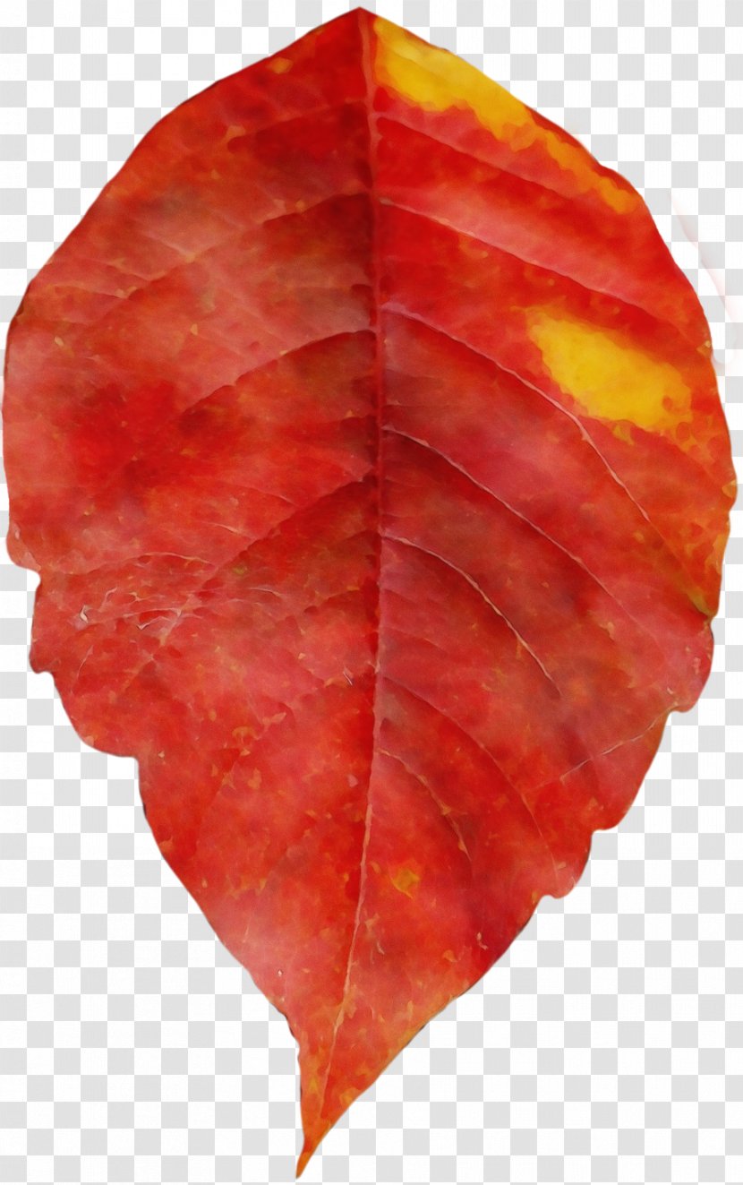 Red Maple Tree - Perennial Plant Symmetry Transparent PNG