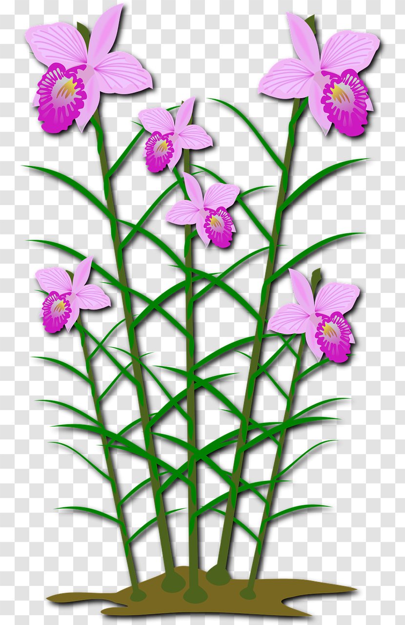 Orchids Clip Art Flowering Plant Openclipart - Stem - Plants Transparent PNG