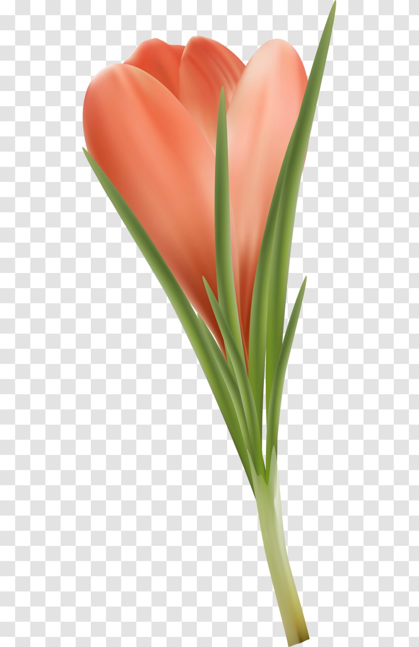 Tulip Petal Close-up Plant Stem - Closeup Transparent PNG
