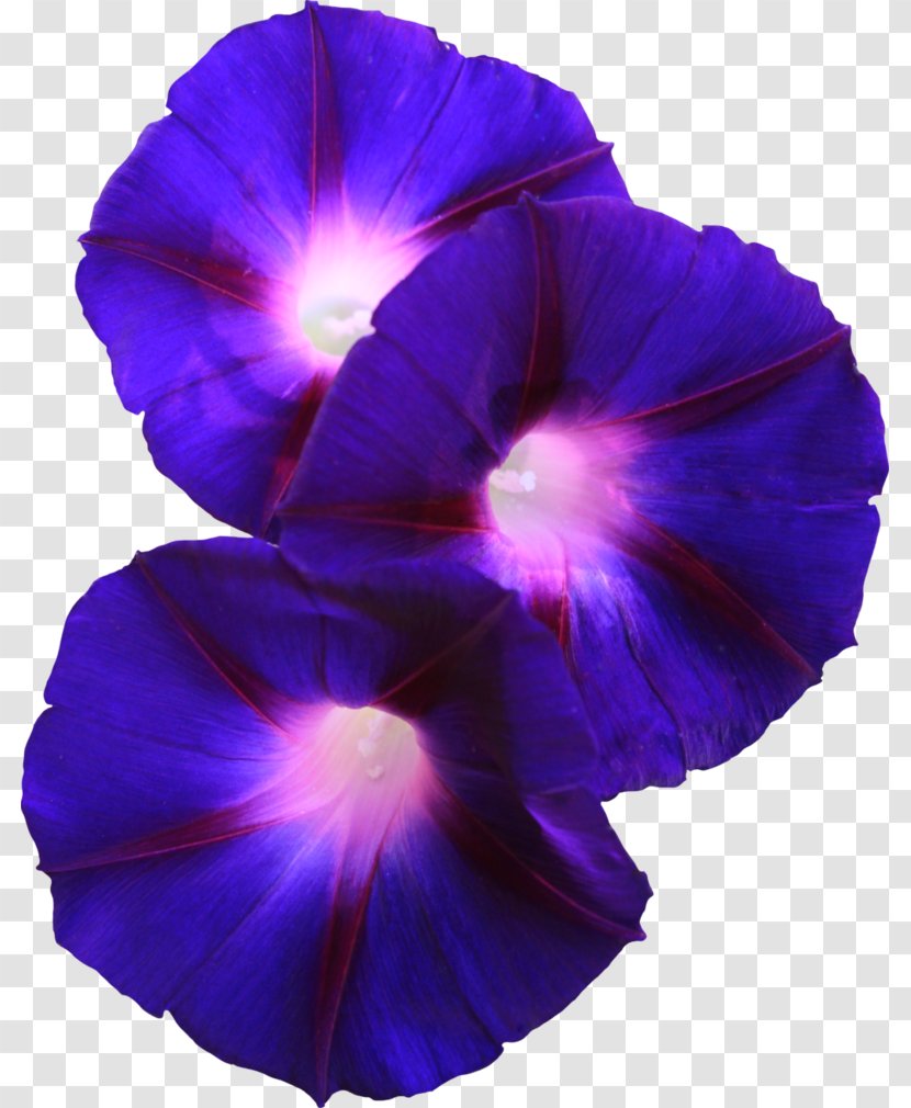 Flower Morning Glory Violet Pansy - Ipomoea Indica Transparent PNG