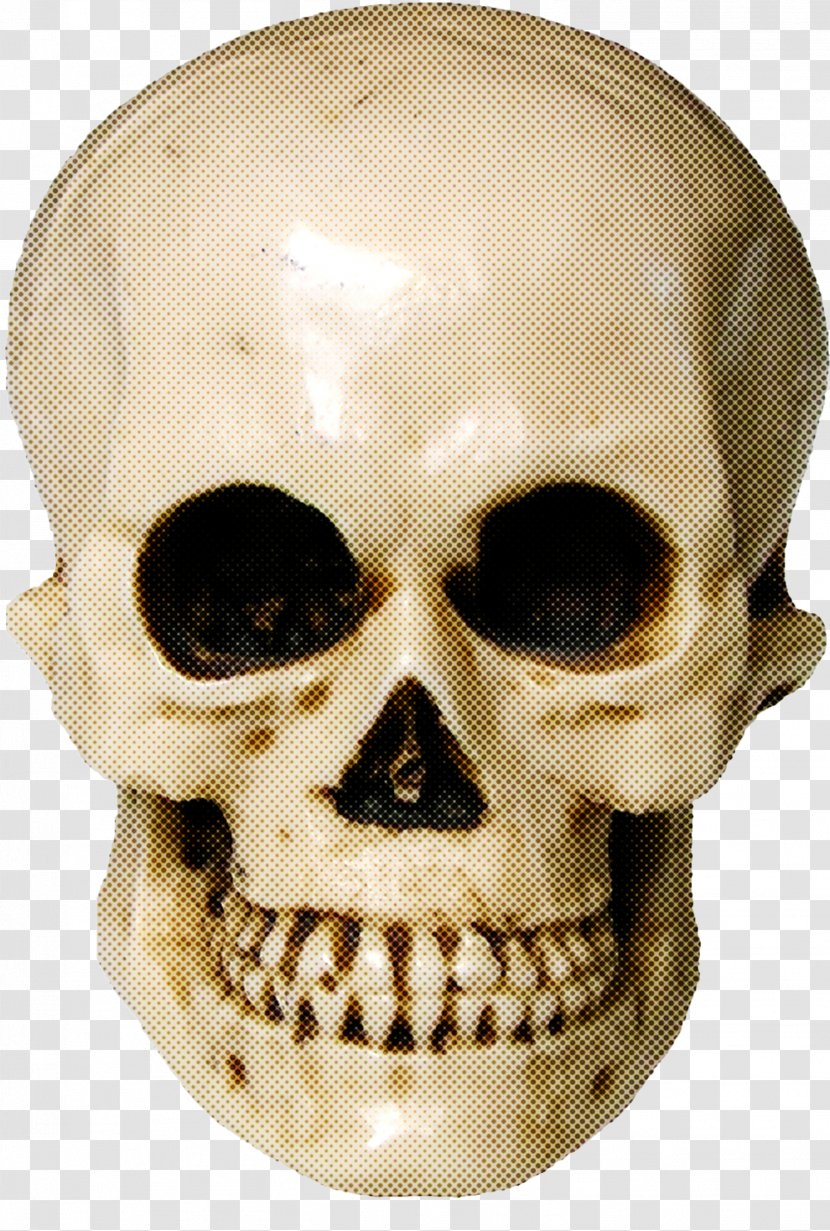 Bone Skull Face Head Forehead - Jaw - Chin Transparent PNG