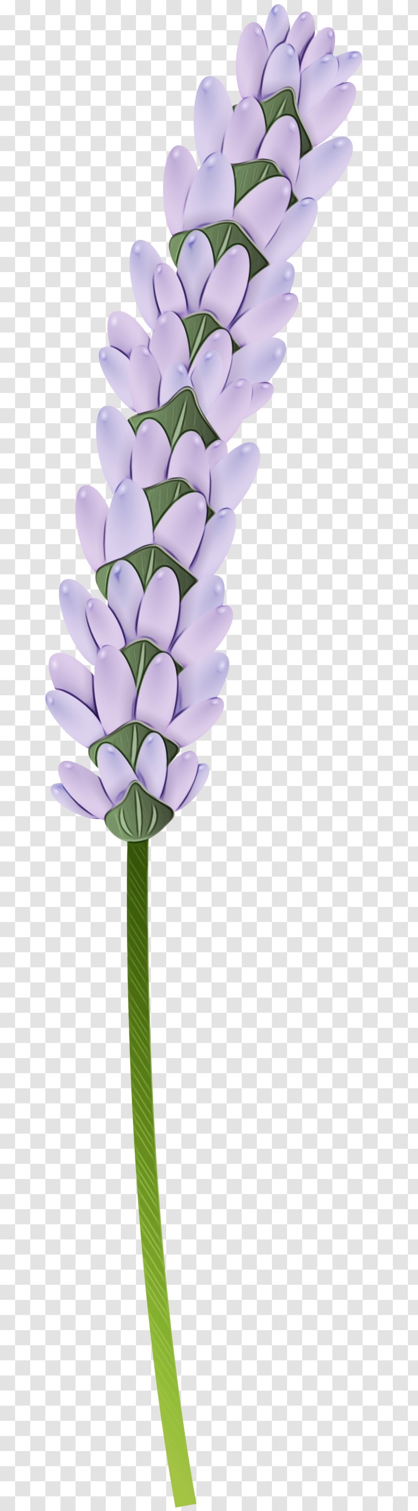 Lavender - Cut Flowers - Tulip Plant Stem Transparent PNG
