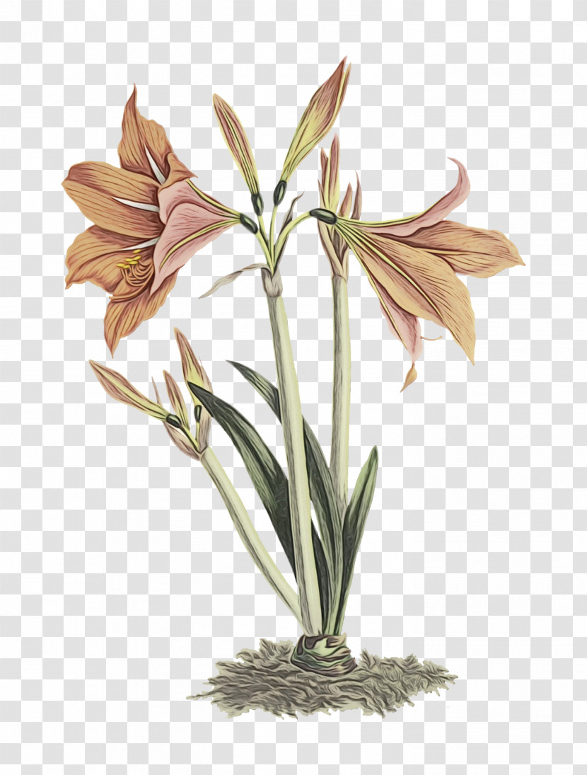 Amaryllis Plant Stem Cut Flowers Jersey Lily Flowerpot Transparent PNG