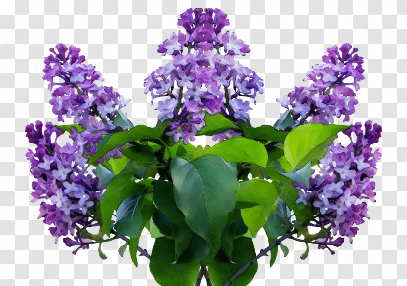 Lavender - Watercolor - Buddleia Transparent PNG