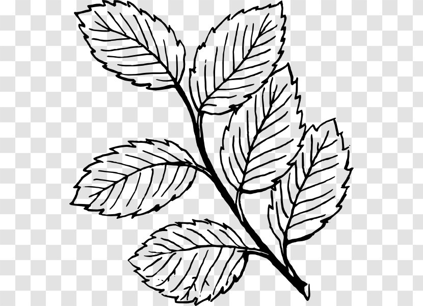 Look At Leaves Leaf White Clip Art - Mint Transparent PNG
