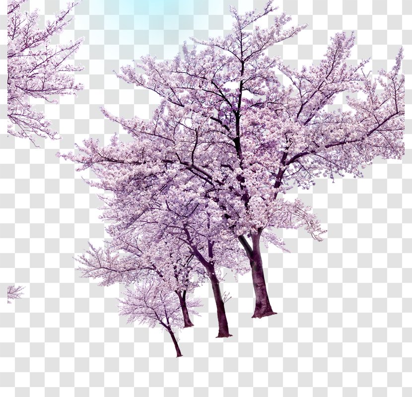 Tree Download Twig Computer File - Search Engine Transparent PNG
