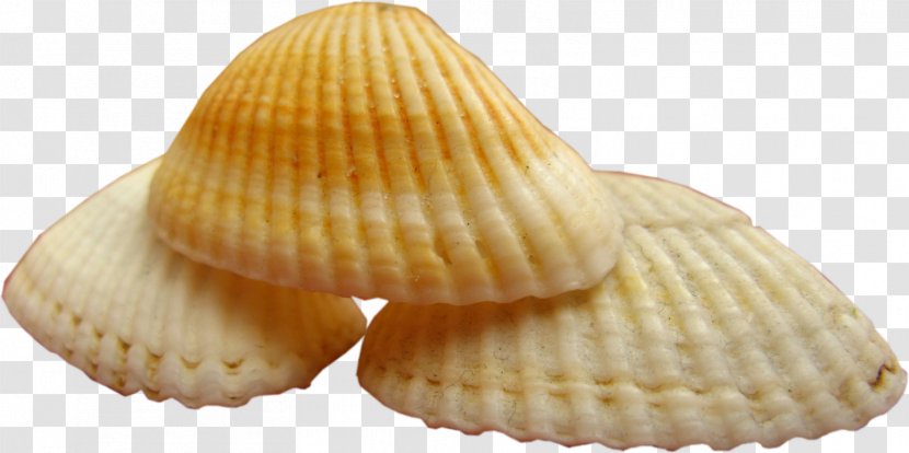 Cockle Mollusc Shell Conchology Seashell Clip Art - Corn On The Cob Transparent PNG