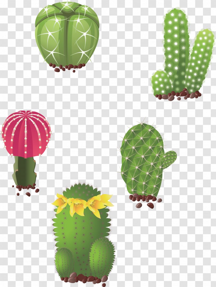 Cactaceae Succulent Plant Drawing Illustration - Barbary Fig - Hand Drawn Prickly Pear Transparent PNG