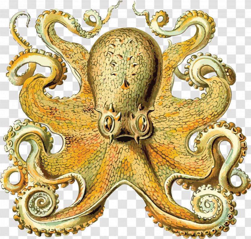 Art Forms In Nature Octopus Cephalopod Orchidae Squid - Molluscs - Clipart Transparent PNG