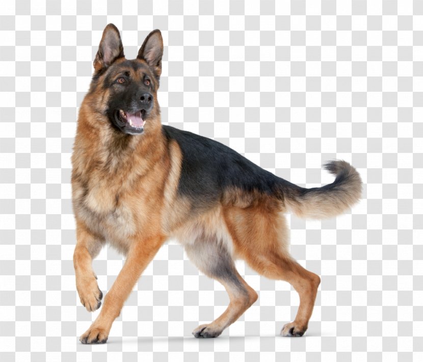 German Shepherd Puppy Purebred Dog Food Breed - Royal Canin - Dogs Transparent PNG