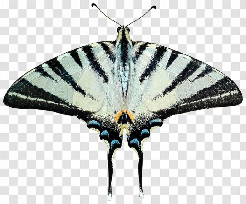 Butterfly Insect Moth - Moths And Butterflies Transparent PNG