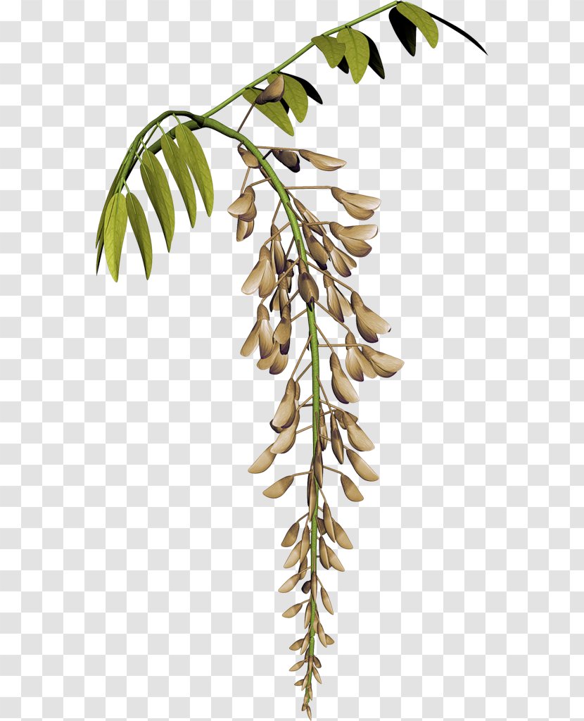 Flower Plant Stem Raceme Tamarind Transparent PNG