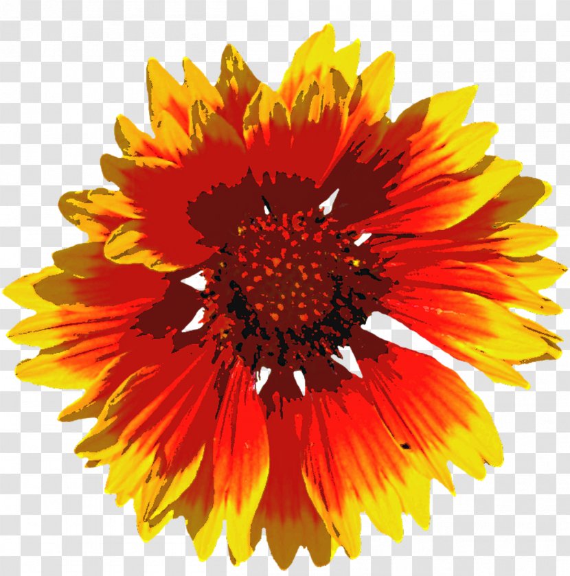 Flower Summer Transparent PNG