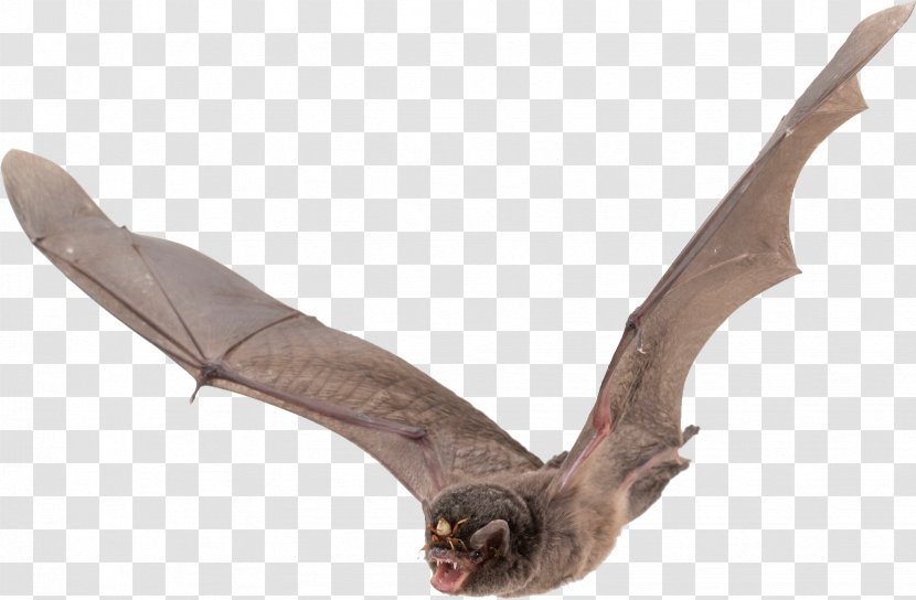 Vampire Bat Wing - Animal Transparent PNG