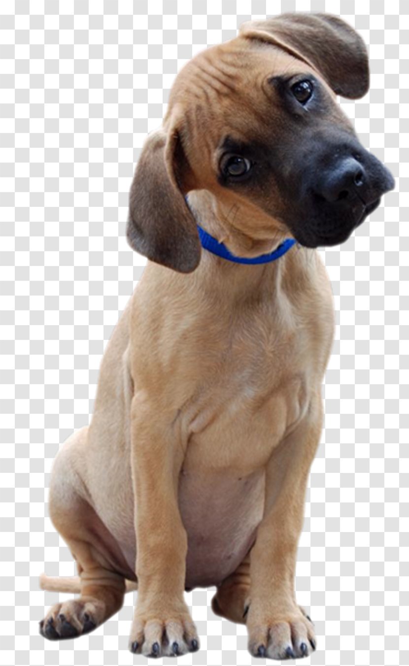 Dog Breed Black Mouth Cur Puppy Dalmatian Animaatio - Flower Transparent PNG