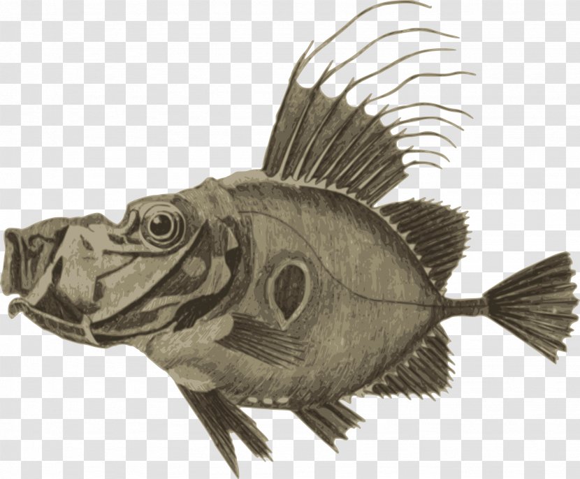 Fish Clip Art - Terrestrial Animal - Dory Transparent PNG