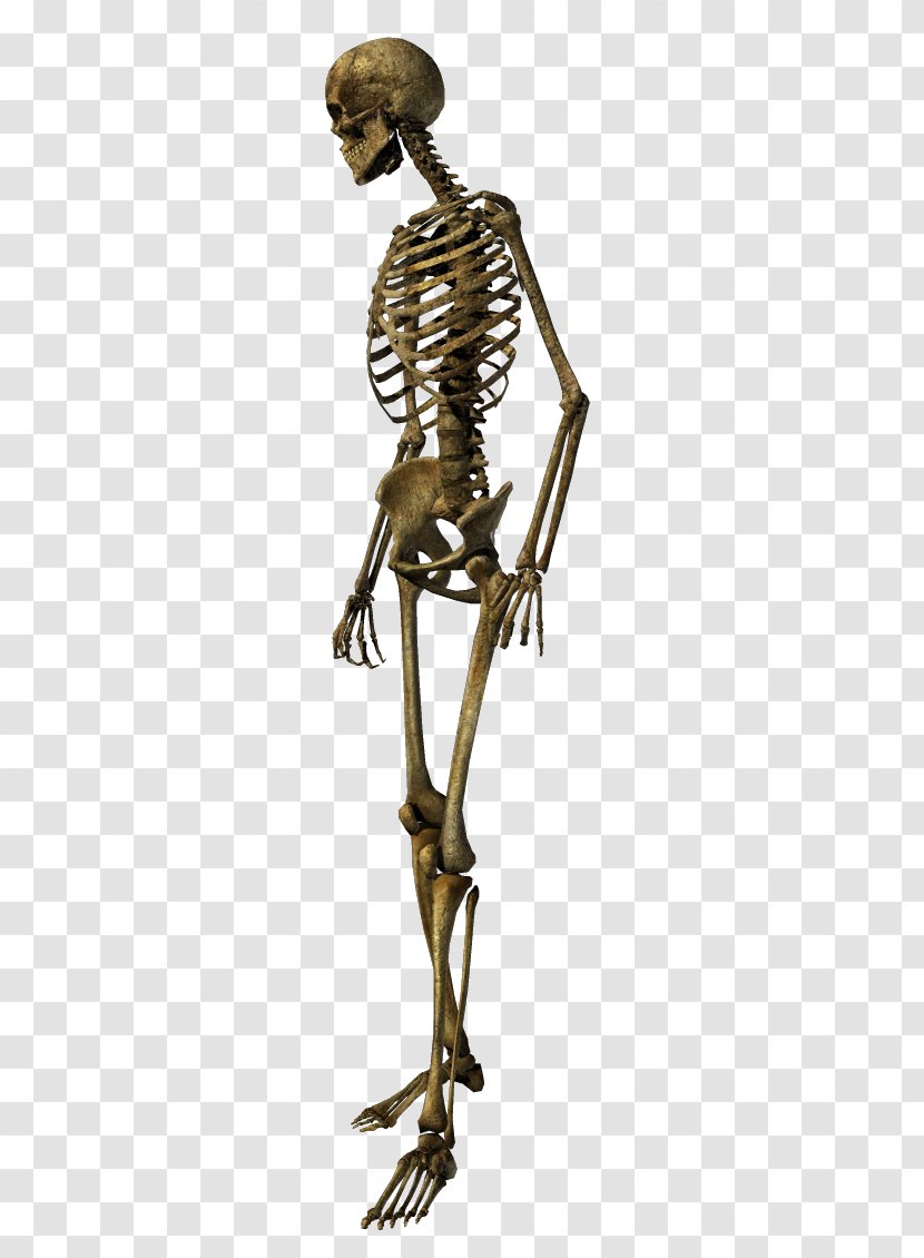 Human Skeleton Skull Bronze - Figurine Transparent PNG