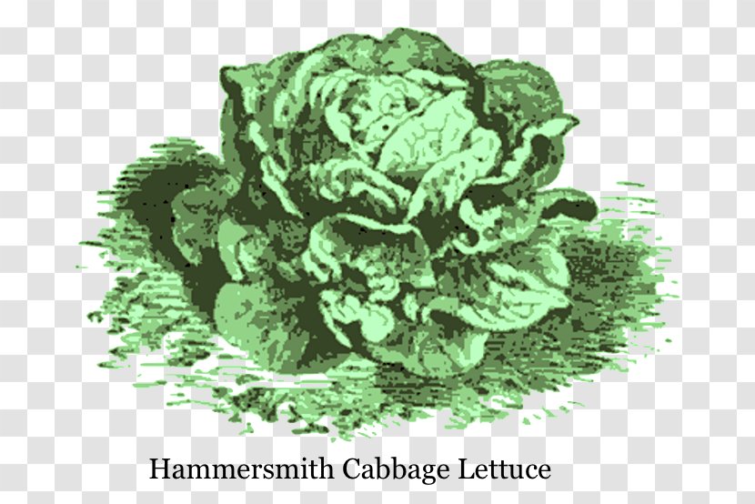 Lettuce Spring Greens Leaf Vegetable Ingredient 16th Century - Green Cabbage Transparent PNG
