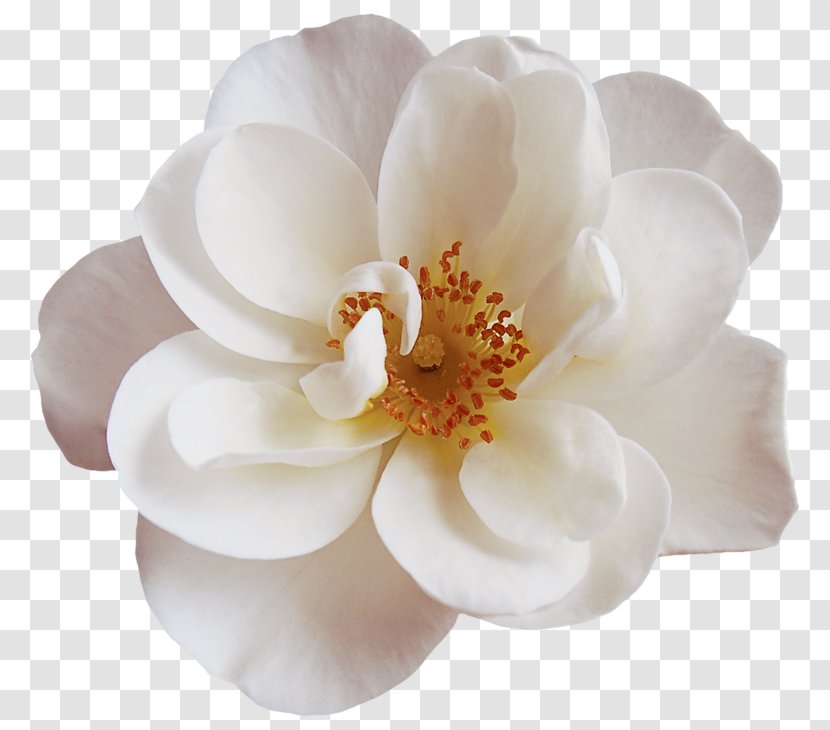 Magnolia Flower - Peony - Rose Order Transparent PNG
