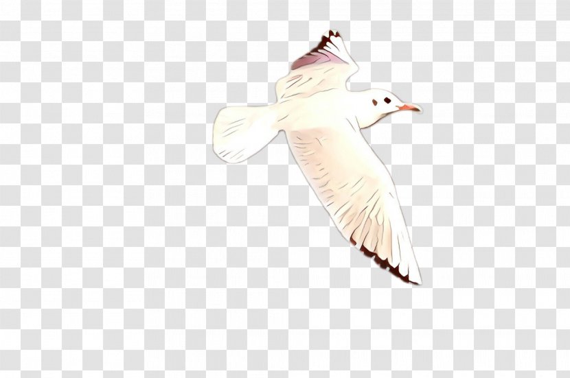 Feather - Gull - Seabird Transparent PNG