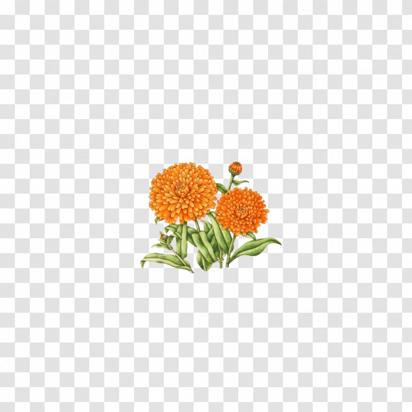 Chrysanthemum Indicum Flower Floral Design - White Transparent PNG