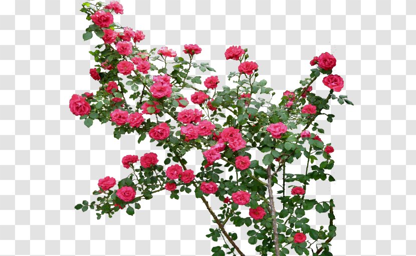 Rose Flower Clip Art - Seed Plant - Climbing Transparent PNG