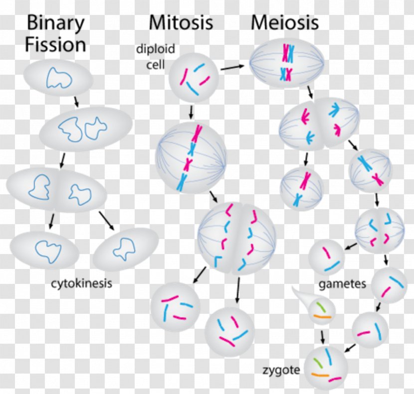 Technology Body Jewellery Clip Art - Jewelry - Unicellular Organism Transparent PNG