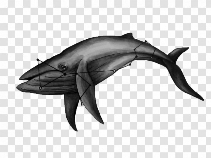 Whale Dolphin Drawing Cetacea Marine Mammal - Black And White Transparent PNG