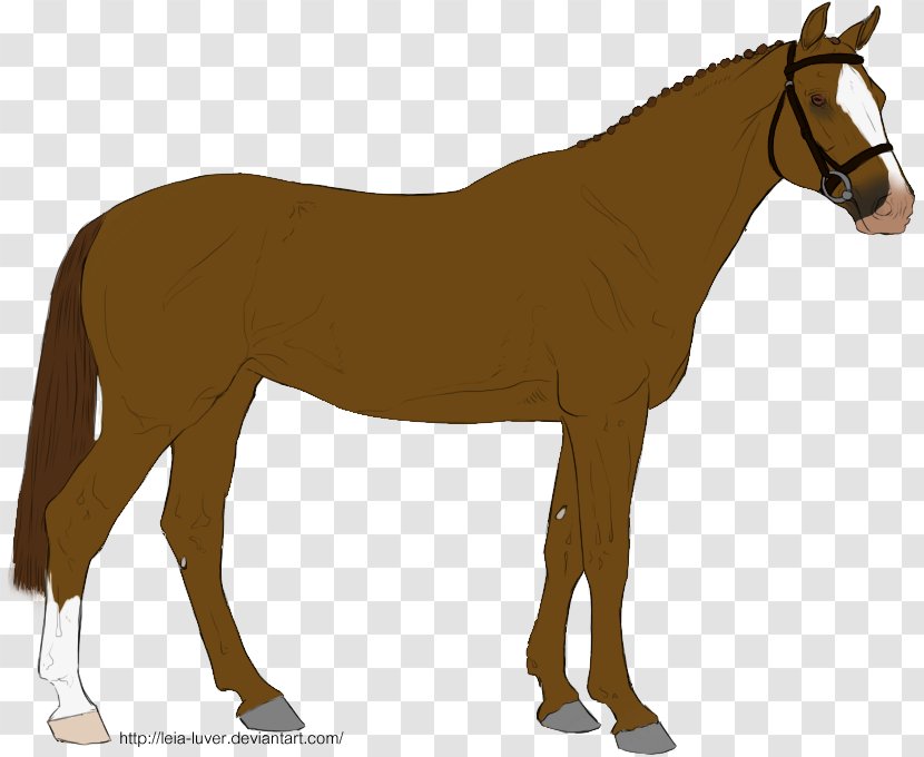 Mule Pony Mustang Mare Foal - Rein Transparent PNG