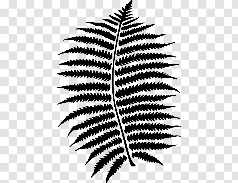 Fern Vascular Plant Clip Art Leaf - Stem Transparent PNG