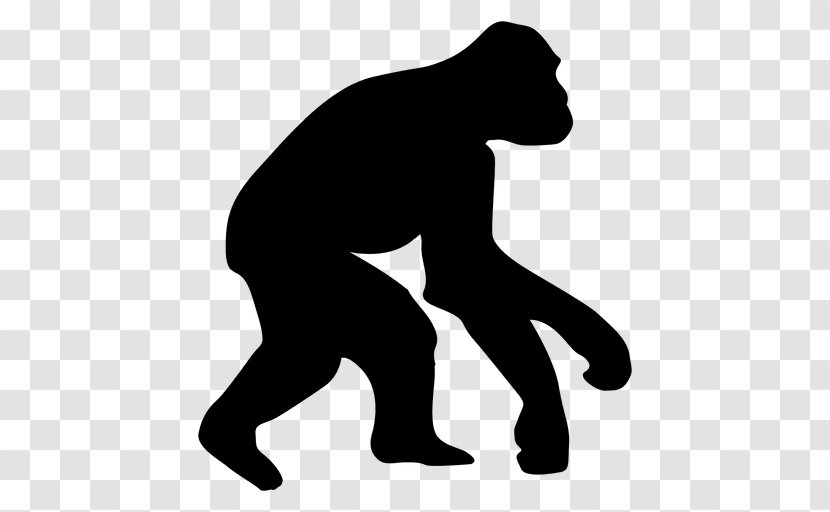 Ape Homo Sapiens Human Evolution Chimpanzee - Man - Gorilla Vector Transparent PNG