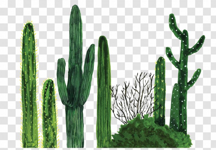 Plant Tapestry Cactaceae Textile Blanket - Grass - Cactus Transparent PNG